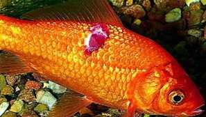 Što učiniti ako se mrlje pojavi na ribi